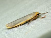 Eilema complana