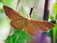 Idaea ochrata