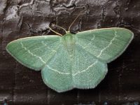 Chlorissa viridata