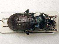 Carabus rossii