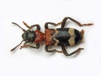 Thanasimus formicarius