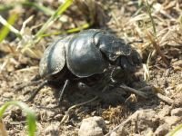 Lethrus apterus