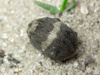 Byrrhus fasciatus