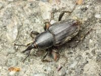 Sphenophorus striatopunctatus