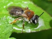 Hymenoptera