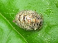 Staria lunata