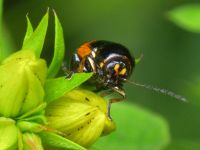 Cryptocephalus (Cryptocephalus) moraei