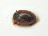 Scymnus frontalis