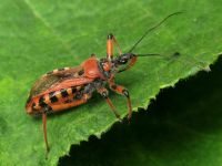 Rhynocoris iracundus