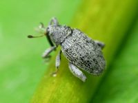 Pseudorchestes pratensis