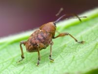 Curculio (Curculio) glandium