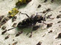 Xylotrechus rusticus