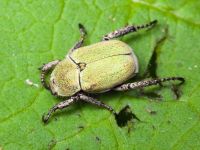 Hoplia parvula