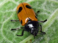 Clytra quadripunctata