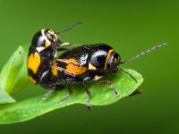 Cryptocephalus (Cryptocephalus) moraei