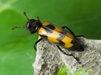 Mylabris pusilla