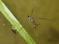 Gerridae