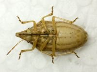Aelia rostrata