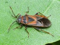 Arocatus melanocephalus
