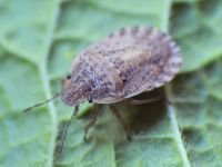 Sciocoris macrocephalus