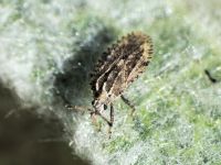 Tingis (Tropidocheila) ragusana