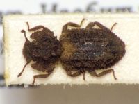 Endophloeus exculptus