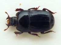 Platysoma compressum