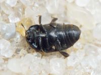 Brachypterolus linariae