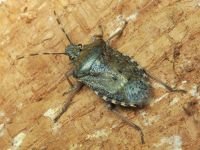 Rhaphigaster nebulosa