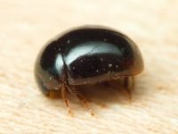 Anisotoma orbicularis