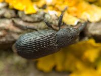 Magdalis (Odontomagdalis) armigera