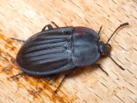 Silpha carinata