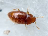 Mycetaea subterranea