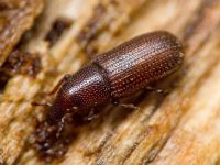 Stereocorynes truncorum