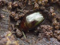 Scaphidema metallicum