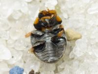 Platynaspis luteorubra
