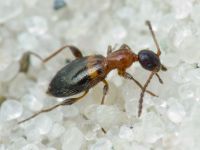 Anthelephila pedestris