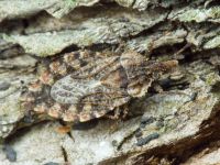 Aradus betulae