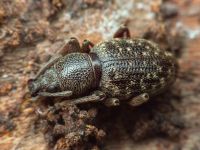 Otiorhynchus pilosus