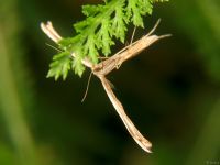 Stenoptilia mannii (Zeller, 1852)