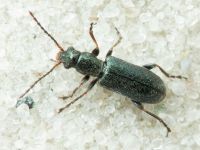 Orsodacne humeralis