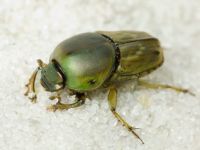 Euoniticellus fulvus