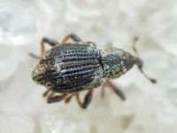 Tanysphyrus lemnae