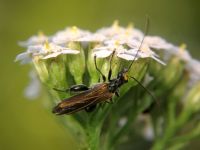 Oedemera femorata