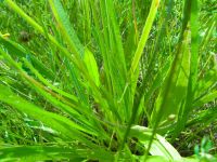 Plantago lanceolata