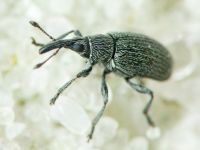 Catapion seniculus \ meieri