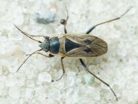 Xanthochilus quadratus