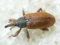 Bradybatus kellneri