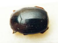 Dendrophilus (Dendrophilus) punctatus championi