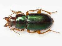 Harpalus affinis